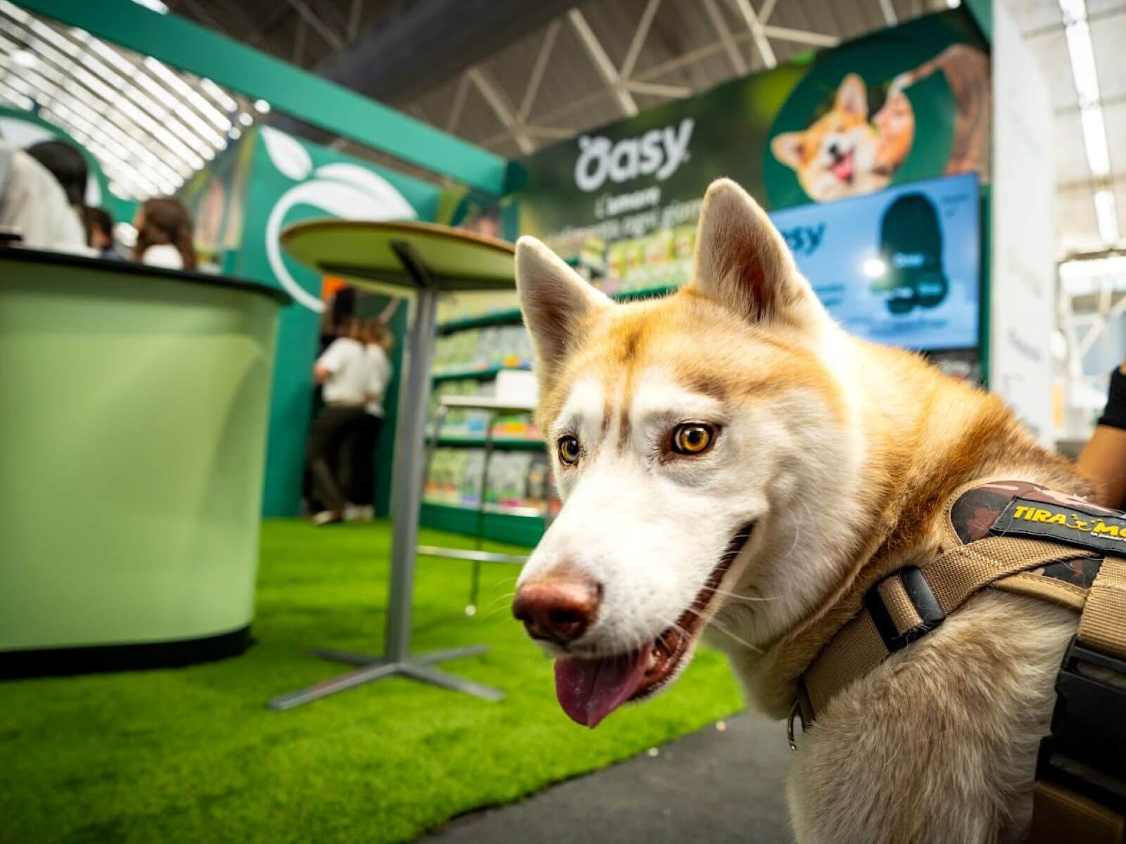 New Products and Fun by Oasy at Quattrozampeinfiera 2025